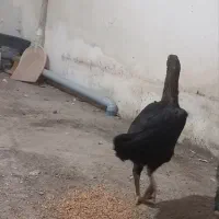 جوجه مرغ لاری ۵ ماهه اصل اصل