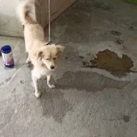 حیوان خانگی