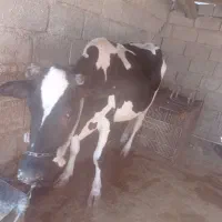 فروش گاو و گوساله