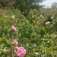 باغ گل محمدی|فروش زمین و ملک کلنگی|کاشان, فاز ۱ ناجی آباد|دیوار