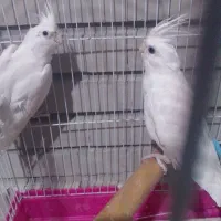 فروش یک جفت عروس مولد اولین تخم گذاشته|پرنده|ایرانشهر, |دیوار