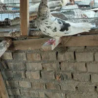 کبوتر دم سفید|پرنده|اهواز, بهارستان|دیوار