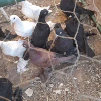 کبوترلوتی‌وسیاه‌پاپر|پرنده|اهر, |دیوار