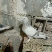ترکیه کاغذی نر