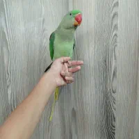 شاه طوطی نر معاوضه راهب خورشیدی عروس هلندی