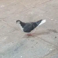 کفتر ساده|پرنده|مشهد, نوید|دیوار