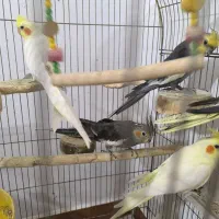 طوطی عروس هلندی|پرنده|محمدیه-قزوین, |دیوار