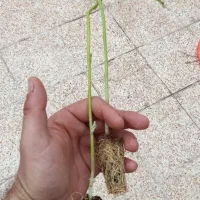 نشا بادمجان فلفل توت فرنگی گوجه‌فرنگی