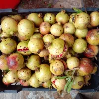 انار ترش و ابدار|خوردنی و آشامیدنی|شلمان, |دیوار