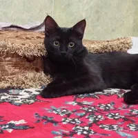 واگذرای گربه