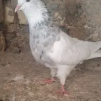 کبوترطوقی|پرنده|باغ بهادران, |دیوار