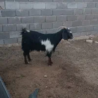 چپش
