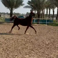 مادیون نژاد عرب ترکیه اصل آبستن|اسب و تجهیزات اسبسواری|برازجان, |دیوار