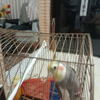 یه جفت عروس هلندی نروماده. جفتن