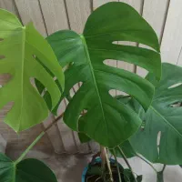 برگ انجیری بزرگ در حال رشد