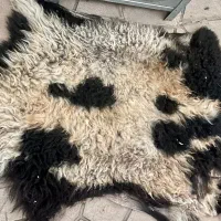 پوست گوسفند