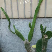 گل زیبای آپارتمانی پاندانوس سبز و چند مدل کاکتوس|گل و گیاه طبیعی|اصفهان, رکن الدوله شرقی|دیوار
