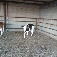 برای فروش گذاشته است