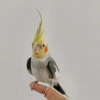 دو عدد عروس هلندی نروماده