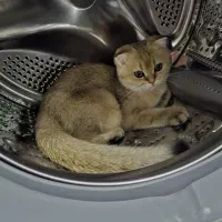 واگذاری گربه