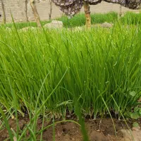 تیم پیاز|گل و گیاه طبیعی|چاروسا, |دیوار