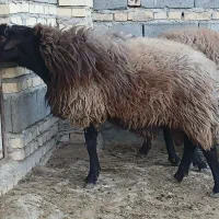 قوچ نژاد افشاری جوان  استا