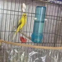 نر کشیده بلند