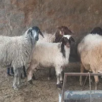 میش بره دار . دوقلو