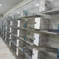 قفس پرون طبقاتی تاشو