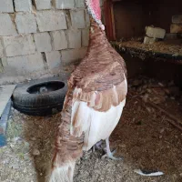 اهواز روستای ابوبقال