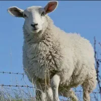 گوسفند زنده افشار