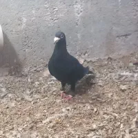 کبوتر یا کفتر