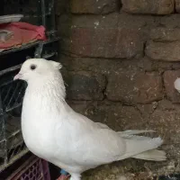 تعدادی کفترپرشی|پرنده|هرسین, |دیوار