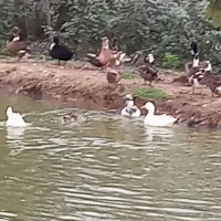 سلام اردک پکنی هستن کاملا سالم تخم گذار هستن