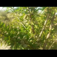 فروش-باغ-گلپایگان