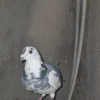 کبوتر|پرنده|هامون, |دیوار