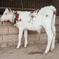 دوعدد گوساله سیمینتال نر قرمز شرابی آخر جنس گاو|حیوانات مزرعه|آق قلا, |دیوار