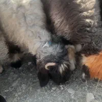 میش .بره .|حیوانات مزرعه|اردل, |دیوار