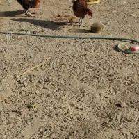 فروش دو عدد خروس محلی .کاکی