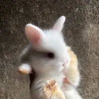 بچه خرگوش فلت|موش و خرگوش|قائم‌شهر, |دیوار