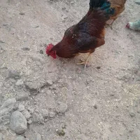 خروس قرمز|حیوانات مزرعه|شوط, |دیوار