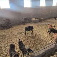 تعدادی بز شیری ک مناسب پروار