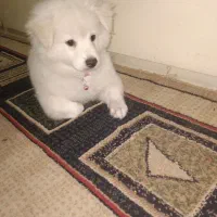 بازیگوش.ولی با ادب|سگ|ری, ولی آباد|دیوار