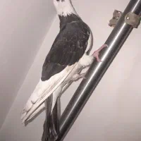 کفتر شازده تهرونی|پرنده|گرگان, |دیوار