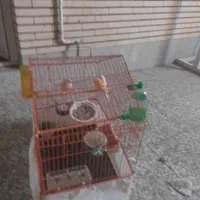 یک جفت قناری جوان|پرنده|رفسنجان, |دیوار