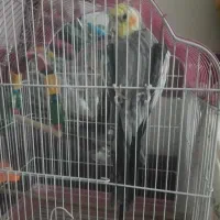 عروس هلندی شهرضا