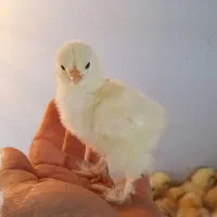 جوجه برهما...