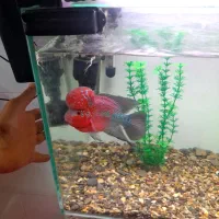 ماهی فلاور اکواریوم