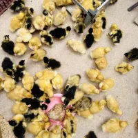 جوجه اردک محلی پکنی