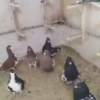 کفتریاکبوتر